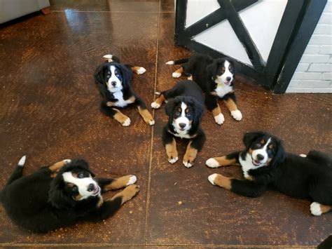 Let us search for YOU! We'll email you when we find new animals that match your. . Trained bernese mountain dog for sale